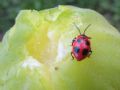 Endomychus coccineus